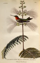 Ruby-throated Hummingbird (Archilochus colubris), gravering fra Les trochilidees ou les colibris et les oiseaux-mouches