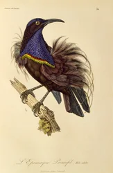Voksen han af Paradise Riflebird (Ptiloris paradiseus), gravering fra Natural History of Birds of Paradise og Epimagues