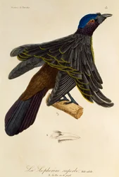 Voksen han af Superb Bird-of-Paradise (Lophorina superba), gravering fra Natural History of Birds of Paradise og Epimagues