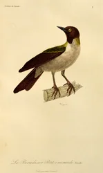 Kvinde af Lesser Bird-of-Paradise (Paradisaea minor), gravering fra Natural History of Birds of Paradise og Epimagues
