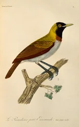 Ung han af Lesser Bird-of-Paradise (Paradisaea minor), gravering fra Natural History of Birds of Paradise og Epimagues