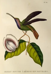 Lazulin Sabrewing (Campylopterus falcatus), gravering fra trochiliderne eller kolibrier og kolibrier