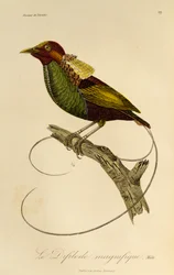 Han fra den storslåede paradisfugl (Cicinnurus magnificus), gravering fra Natural History of Birds of Paradise og Epimagues