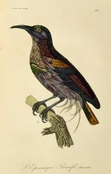 Paradise Riflebird ung han (Ptiloris paradiseus), gravering fra Natural History of Birds of Paradise og Epimagues