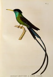 Rødnæbbet vimpelhalekolibri (Trochilus polytmus), stik fra Les trochilidées ou les colibris et les oiseaux-mouches