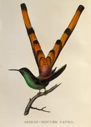 Rødhalet kometkolibri (Sappho sparganurus), stik fra Les trochilidées ou les colibris et les oiseaux-mouches