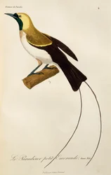 Ung han af Lesser Bird-of-Paradise (Paradisaea minor), gravering fra Natural History of Birds of Paradise og Epimagues