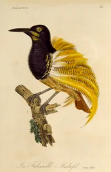 Ung han af tolvtrådet Paradisfugl (Seleucidis melanoleuca), gravering fra Natural History of Birds of Paradise og Epimagues