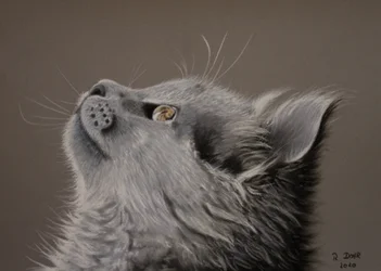 Kat øjeblik