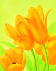 Levende orange tulipaner