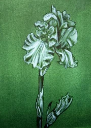 Elegant grøn iris