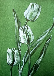 Friske hvide tulipaner