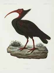 Skaldet ibis, Algeriet