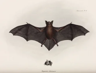 Flagermus, Sydamerika, c 1832-1836