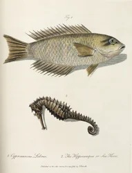 Fisk og søhest