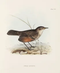 Fluesnapper, c 1832-1836