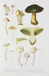 Fire typer svampe, c 1874