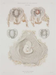 Gynækologi Menneskelig livmoder med embryo, c 1847-1859