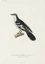 Karou tobbe, Port Praslin, New Ireland