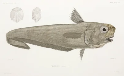 Kniv fisk