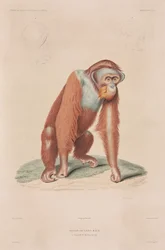 Orang-utanger, Indonesien