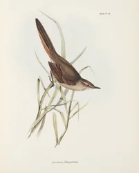 Spinetail, Sydamerika, c 1832-1836