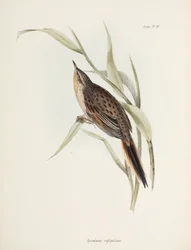 Spinetail, Sydamerika, c 1832-1836