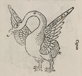 Stjernebilledet Cygnus