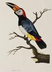 tukan