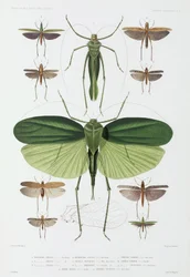 Typer af insekter, Tenerife og Indonesien
