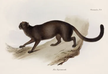 Væsel- eller odderkat, Sydamerika, ca. 1832-1836