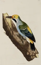 Spætte