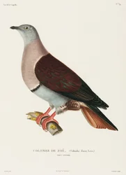 Zoes due, New Guinea