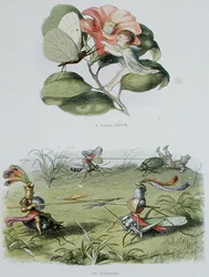 A Dancing Butterfly, and The Tournament, illustrationer fra 
