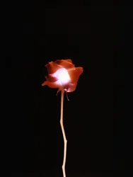 Uden titel, 2007