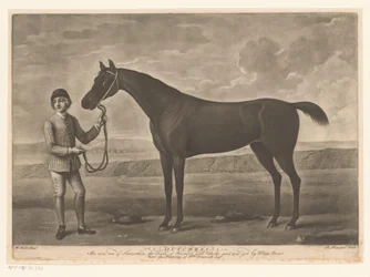 Racepaard med jockey hollænderinde
