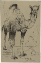Dromedar, 1894.