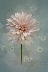 Blush Dahlia-blomst