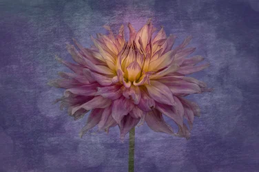 Levende lilla dahlia