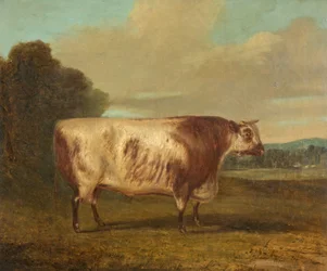 En tyr, 1862
