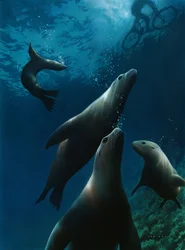 Sea Lions, 2004 (akryl på plade)