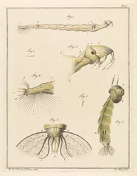 Plume bug larver