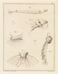 Plume bug larver