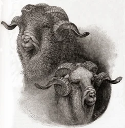 Hoved af Merino-vædder sammenlignet før og efter klipning, fra The Century Illustrated Monthly Magazine, udgivet 1884