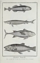 Torsk, tun, laks og stør, illustration fra 