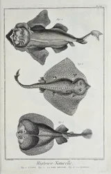 Illustration fra 