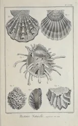 Illustration fra 
