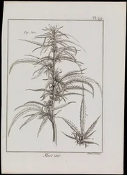 Havdiagram af blomster, ca. 1810 (stik og radering)