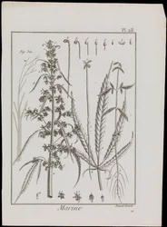 Havdiagram af blomster, ca. 1810 (stik og radering)