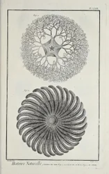 Søstjerner, illustration fra 